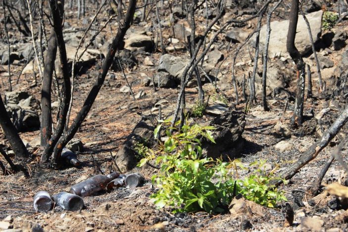 Bodrum’daki yangının ardından doğa kendini onarmaya başladı