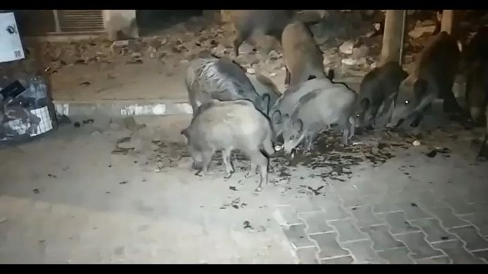 Fethiye’de aç kalan domuzları elleriyle beslediler
