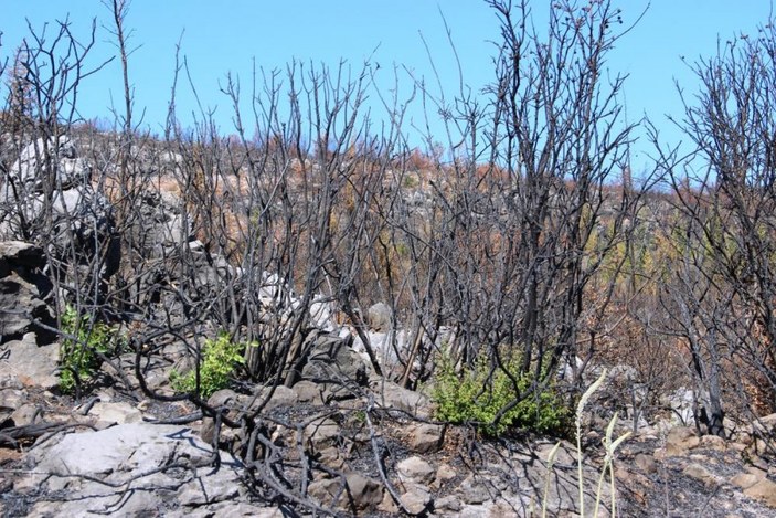 Bodrum’daki yangının ardından doğa kendini onarmaya başladı