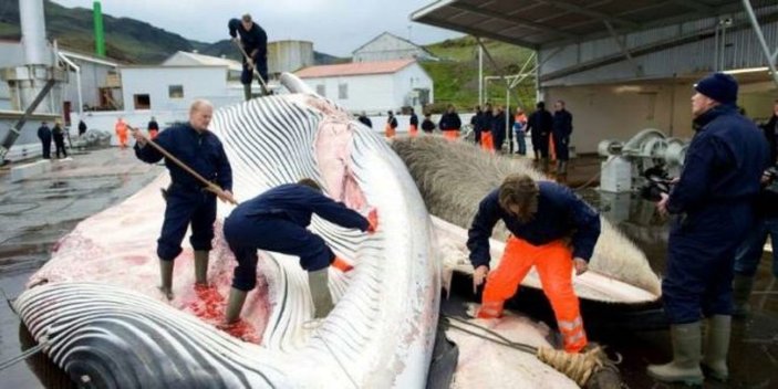 Norveç tepkilere rağmen mink balinası avlamaktan vazgeçmiyor