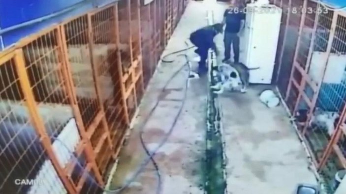 Tuzla’da, köpeği ile dalaşan köpeğe av tüfeği ile ateş etti