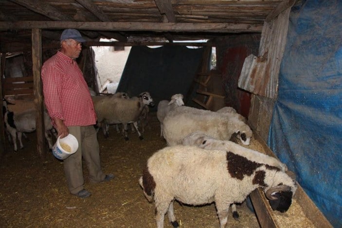Amasya'da emekli ikramiyesi ile aldığı koyunlar çalındı