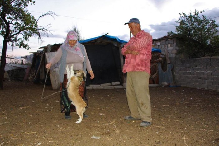Amasya'da emekli ikramiyesi ile aldığı koyunlar çalındı