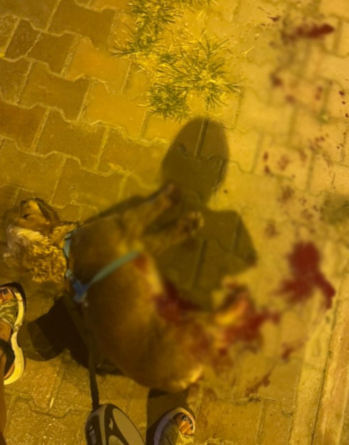 Antalya'da pitbull saldırısı: Başka bir köpeği öldürdü