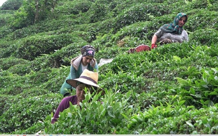 Rize'de bu sene çay toplamaya yabancı işçiler gelmedi, para Türkiye'de kaldı