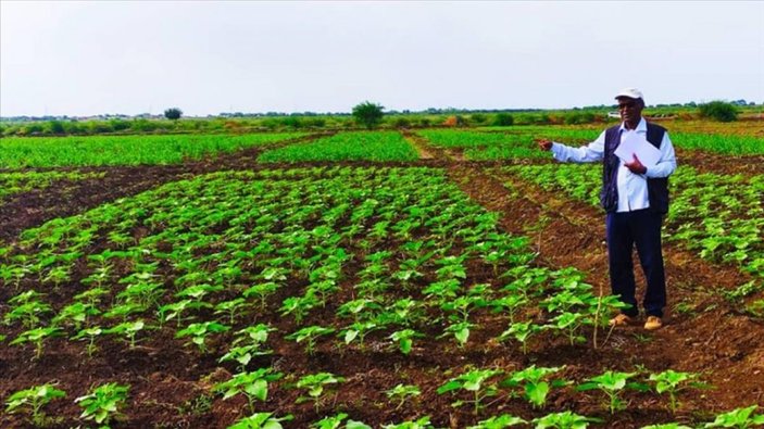 Türk tohumu Sudan'da üretilecek