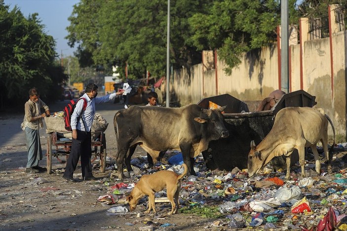 Hindistan'da inekler, sokakları mesken tuttu