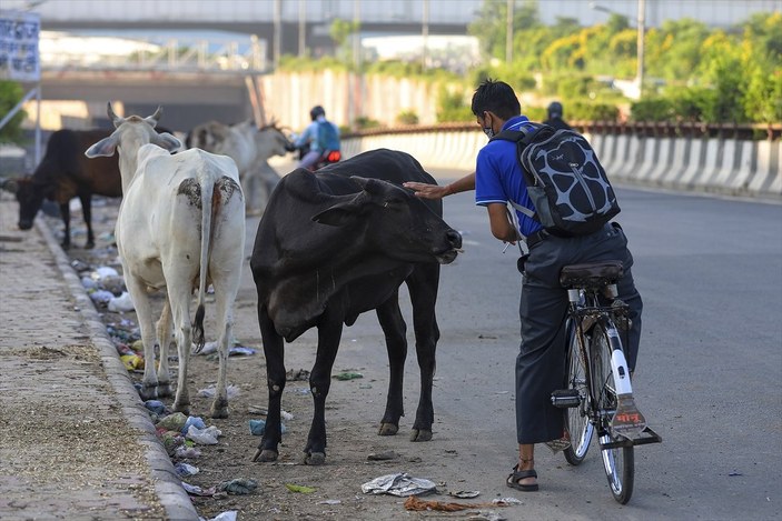 Hindistan'da inekler, sokakları mesken tuttu