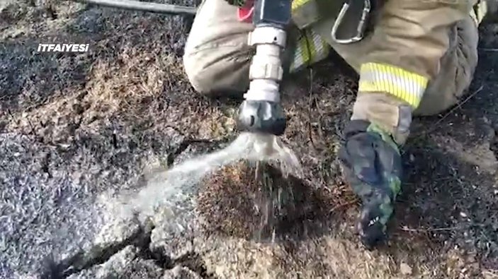 Büyükçekmece'de yangından etkilenen kirpi, hayata döndürüldü