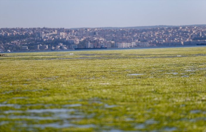 İzmir'de sahil yosunlarla kaplandı