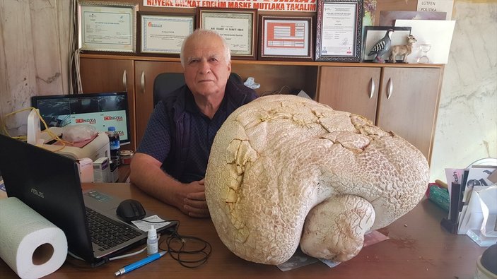 Mersin'de 20 kilodan ağır dev mantar bulundu