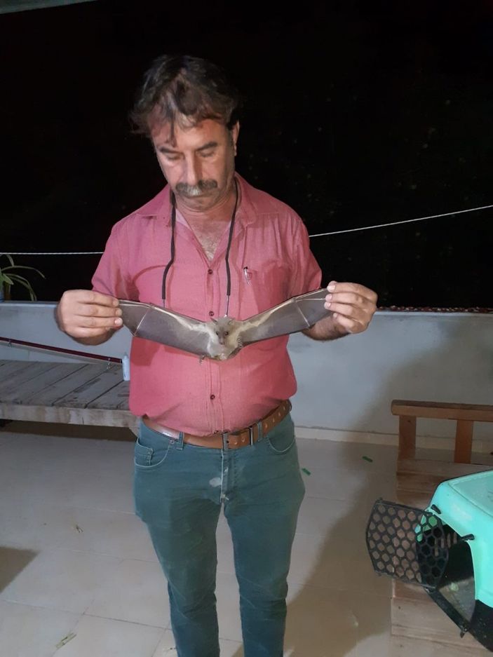 İ Vampir yarasalar Mersinli muhtarın kabusu oldu