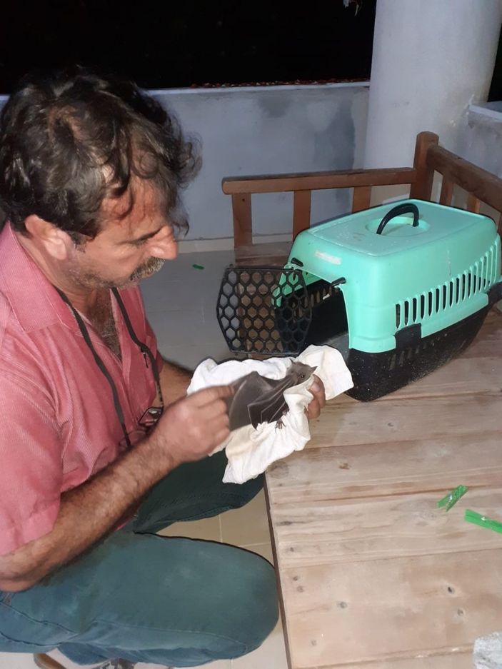 İ Vampir yarasalar Mersinli muhtarın kabusu oldu