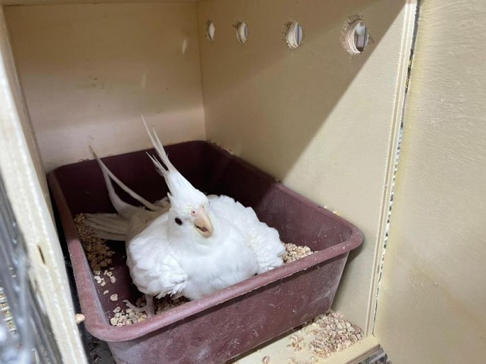 Güngören'de canlı hayvan kaçakçılarına baskın: 45 papağan kurtarıldı