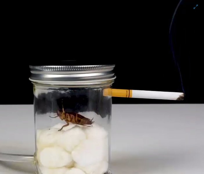 Sigarayı bıraktıran görüntüler: Hamam böceğine 1 paket sigara içirdiler