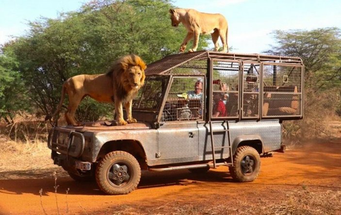 Senegal'de açık alandaki aslanları yakından görebilmek için kafese giriyorlar