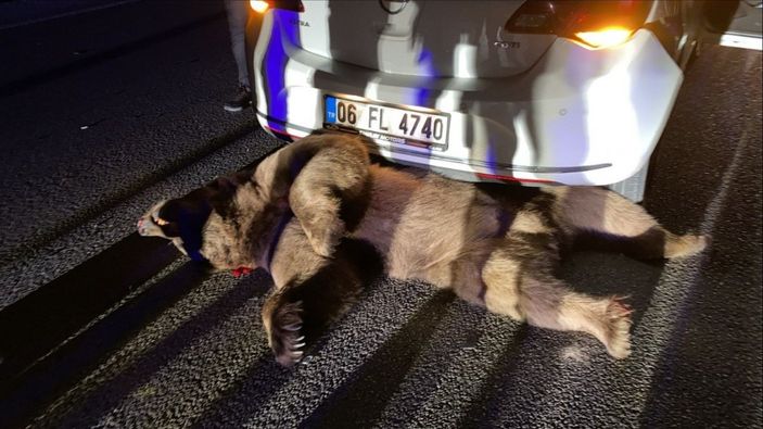 i Bursa'da otomobilin çarptığı ayı telef oldu