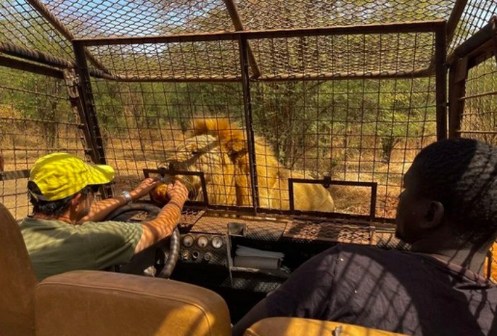 Senegal'de açık alandaki aslanları yakından görebilmek için kafese giriyorlar
