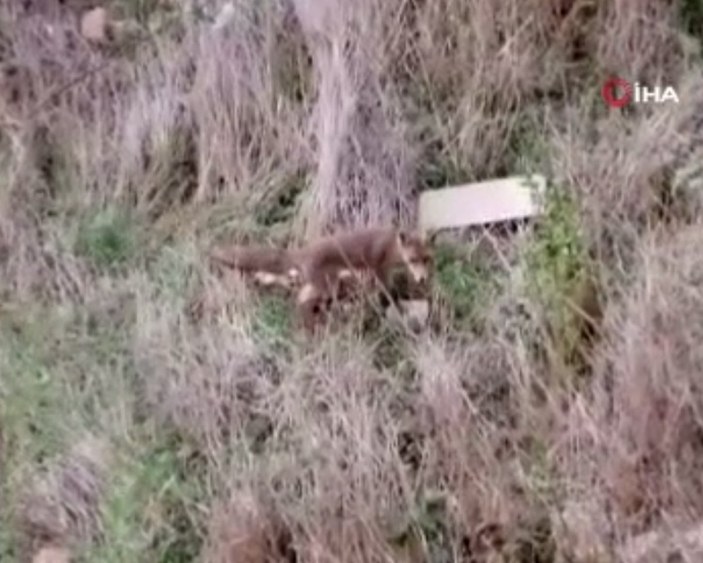 Arnavutköy'de aç kalan tilki, evin bahçesindeki ekmeği alıp kaçtı
