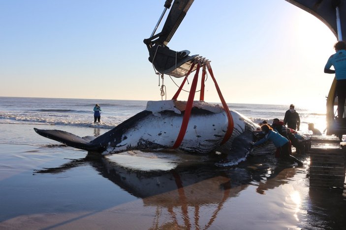 Arjantin'de kıyıya vuran kambur balina kurtarıldı