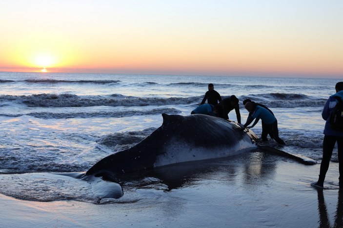 Arjantin'de kıyıya vuran kambur balina kurtarıldı