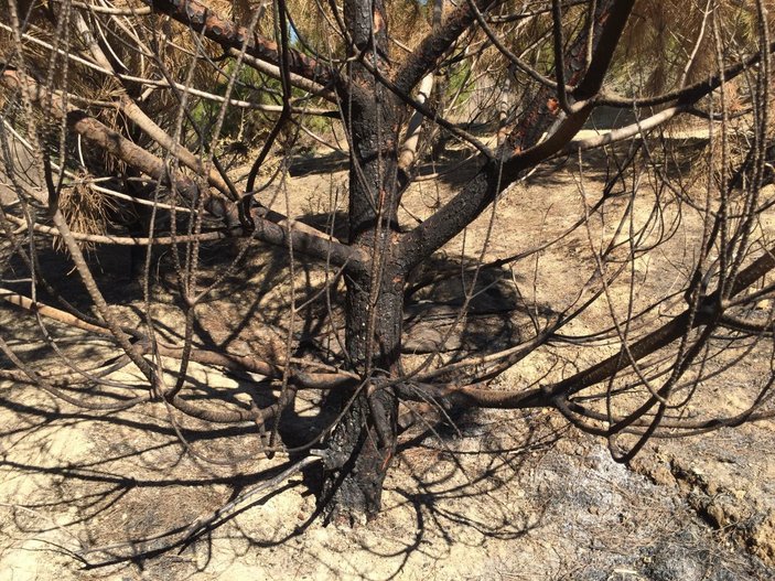 Adana’da şehitler ormanını yakan zanlı, yangın çıkartırken yakalandı