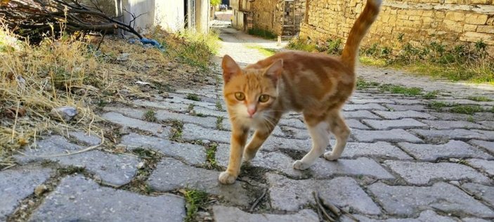 Bursa'da terk edilen kedilere köylüler sahip çıktı