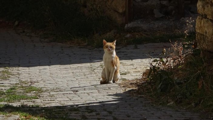 Bursa'da terk edilen kedilere köylüler sahip çıktı