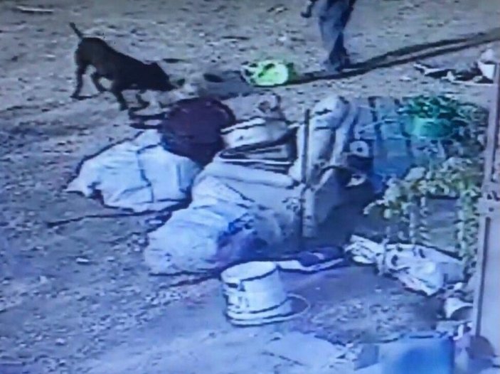 İzmir'de 2 pitpull saldırdıkları köpeği öldürdü