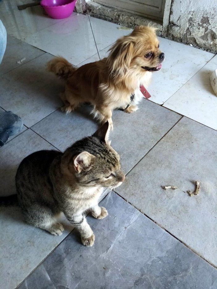 İzmir'de 2 pitpull saldırdıkları köpeği öldürdü