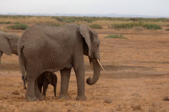 Kenya'da yavru fil sayısında büyük artış
