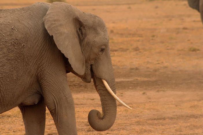 Kenya'da yavru fil sayısında büyük artış