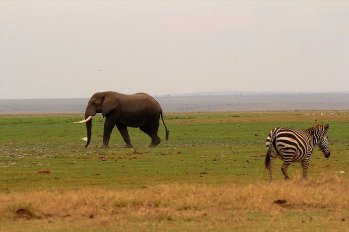 Kenya'da yavru fil sayısında büyük artış