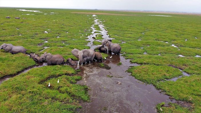 Kenya'da yavru fil sayısında büyük artış