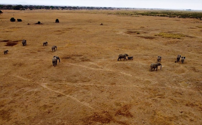 Kenya'da yavru fil sayısında büyük artış