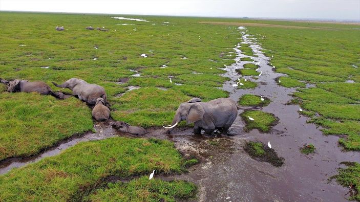 Kenya'da yavru fil sayısında büyük artış