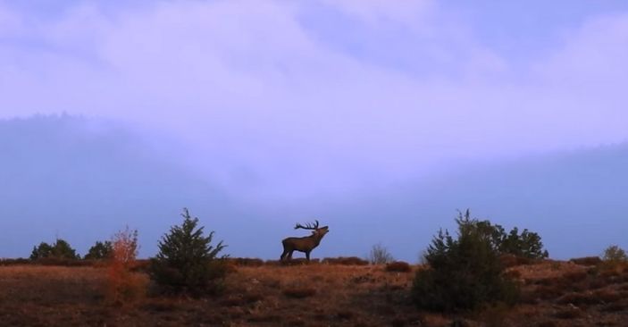 Mustafa Varank, kızıl geyiklerin peşinde