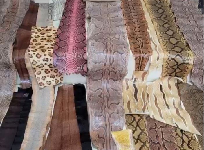 i İzmir’de, kaçak yılan derileri ele geçirildi