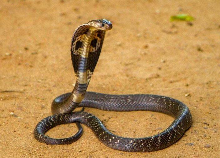 Hindistan'da eşini öldürmek için kobra kiraladı