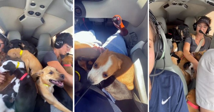 ABD'de uçakla köpekleri kurtarma operasyonu