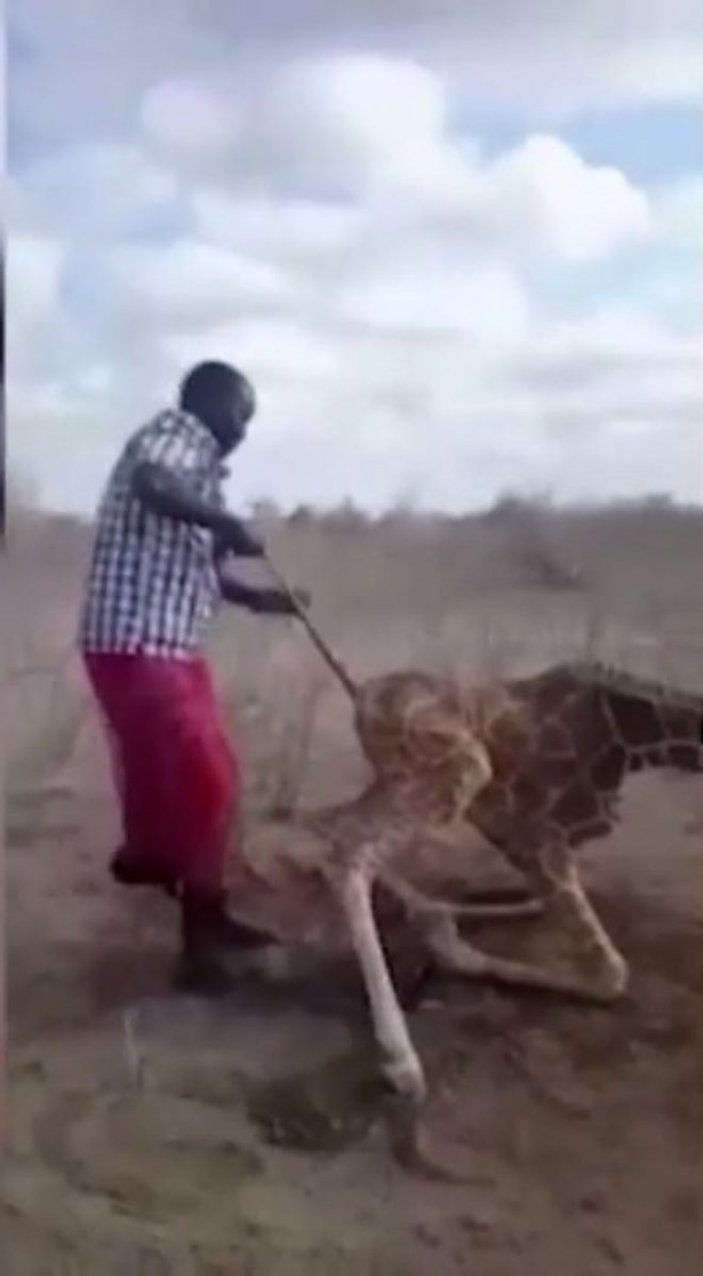 Kenya’da kuraklık sebebiyle birçok hayvan telef oldu