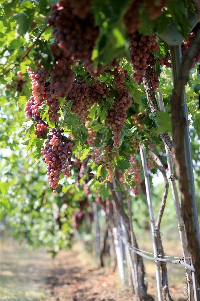 Kırklareli'nde üzüm bağları ekildi