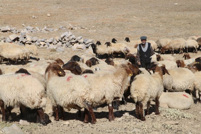 Doğu Anadolu'da çoban bile çobana kız vermeyince, üretici çoban bulamadı