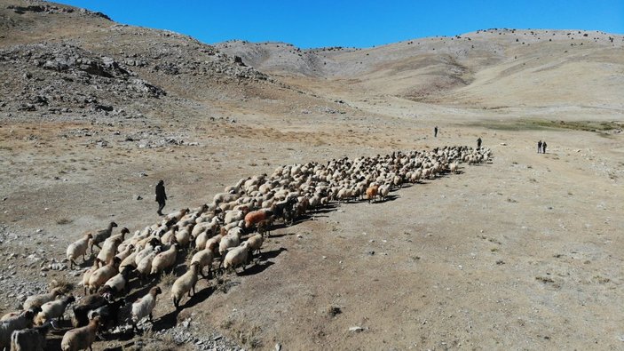 Doğu Anadolu'da çoban bile çobana kız vermeyince, üretici çoban bulamadı