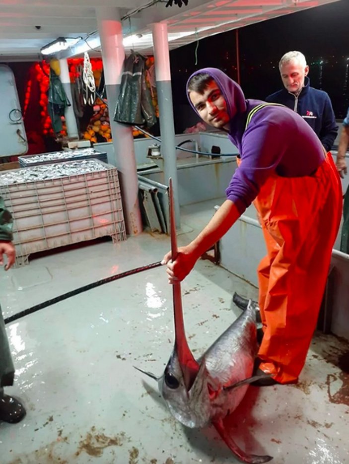 İstanbul Boğazı'nda 60 yıl sonra kılıç balığı görüldü