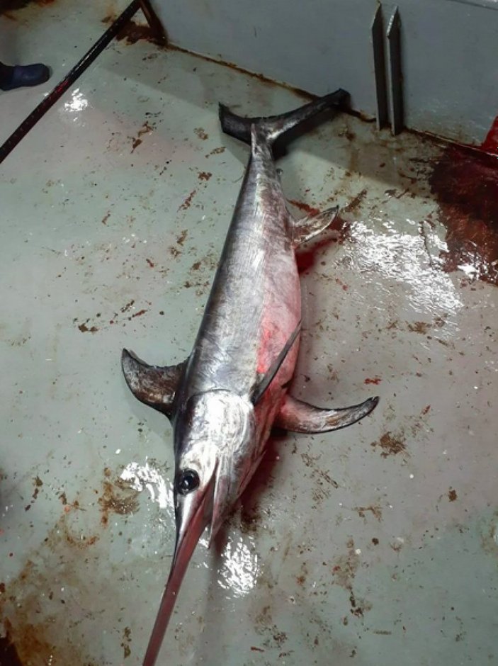 İstanbul Boğazı'nda 60 yıl sonra kılıç balığı görüldü