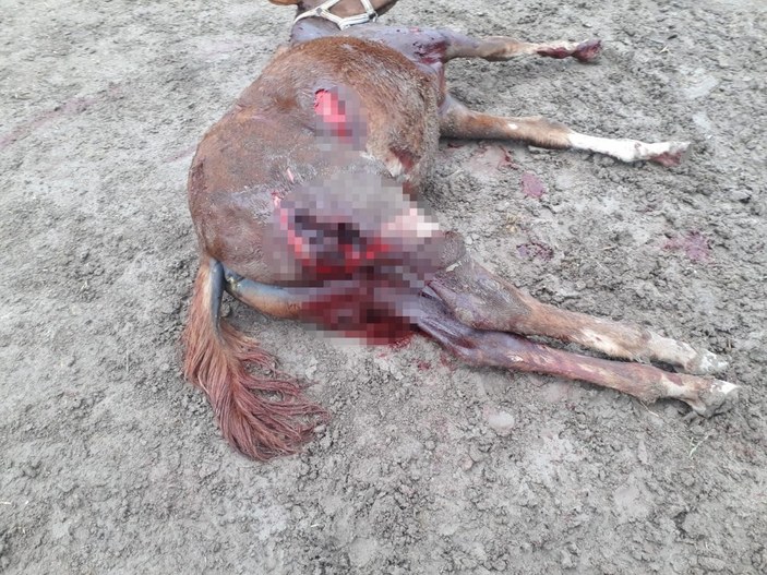 Eskişehir'de sokak köpekleri, yarış atlarını parçalayıp vatandaşlara saldırıyor