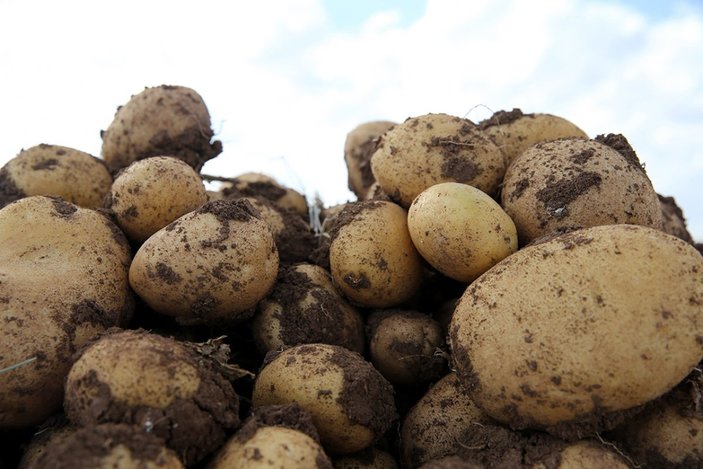 Tohumluk patates üretiminde hasat zamanı