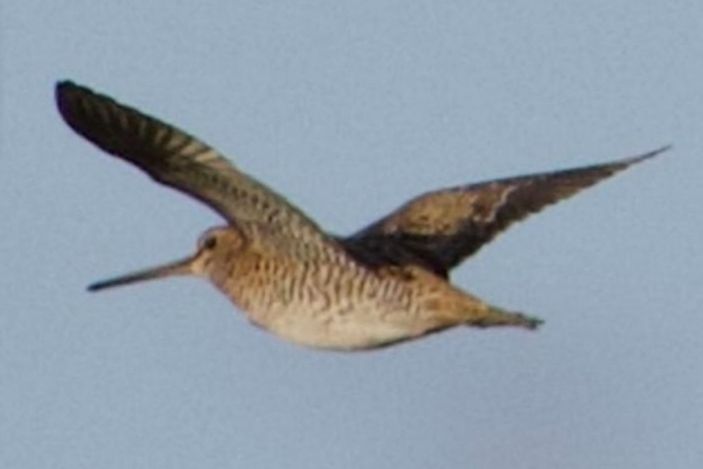Hatay'da Sibirya suçulluğu görüldü