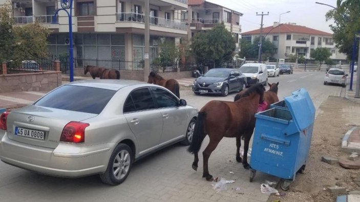 Manisa’da yılkı atları sokakta görüntülendi
